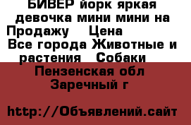 БИВЕР йорк яркая девочка мини мини на Продажу! › Цена ­ 45 000 - Все города Животные и растения » Собаки   . Пензенская обл.,Заречный г.